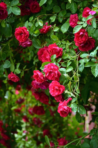 Krásné Červené Růže Zahradě — Stock fotografie