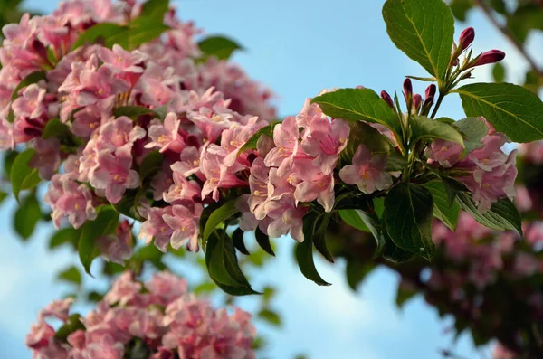 Krásné Růžové Květy Třešňovníku Zahradě — Stock fotografie