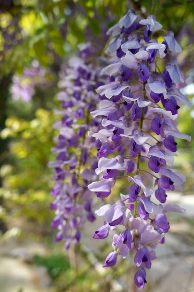Close View Purple Flowers Growing Garden — Stock Photo, Image