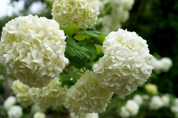 Weiße Hortensienblüten Garten — Stockfoto