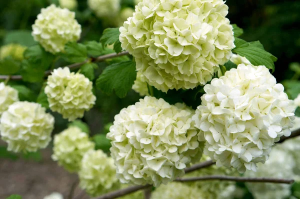 Hortênsia Branca Flores Jardim — Fotografia de Stock