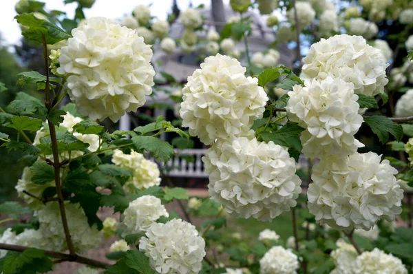 Schöne Weiße Hortensienblüten Garten — Stockfoto