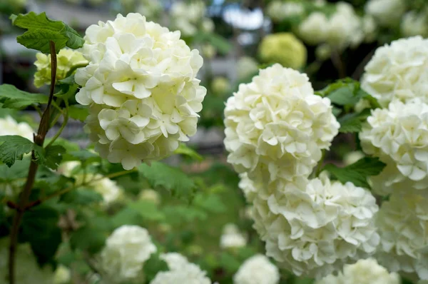 Bahçedeki beyaz ortanca çiçekleri 