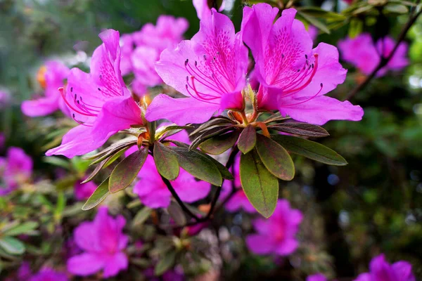 Hermosas Flores Rosadas Creciendo Jardín —  Fotos de Stock