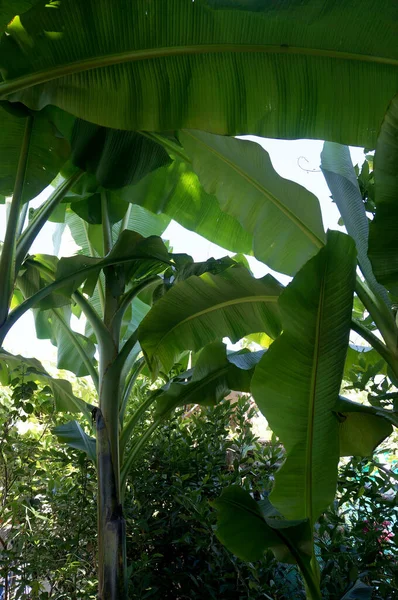 Feuilles Banane Dans Jardin — Photo