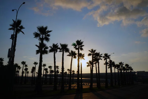 Wunderschöne Tropische Palmen Morgen — Stockfoto