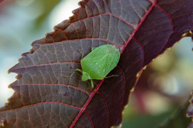 Kahverengi bir çiçek yaprağında yeşil bir böcek. Doğal ortamda böcek kavramı