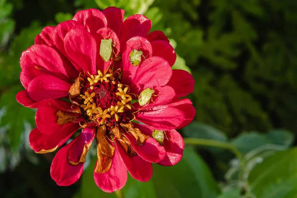 Percevejos Verdes Sentam Nas Pétalas Vermelhas Flor Zinnia Vista Cima — Fotografia de Stock