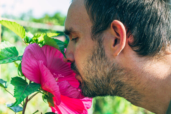 A man's head is sniffing a pink hibiscus flower. Close-up. Side view. The concept of romance and gardening