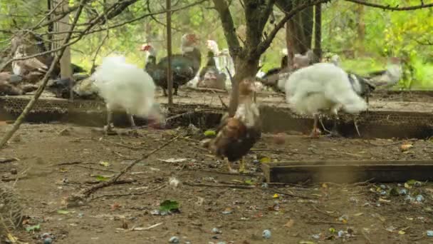 Kırsal Kesimdeki Bir Kuş Çiftliğinin Zaman Çizelgesi Dler Ördekler Tavuklar — Stok video