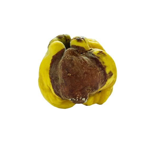 Großaufnahme Einer Vergammelten Gelben Quitte Isoliert Auf Weißem Hintergrund Seitenansicht — Stockfoto