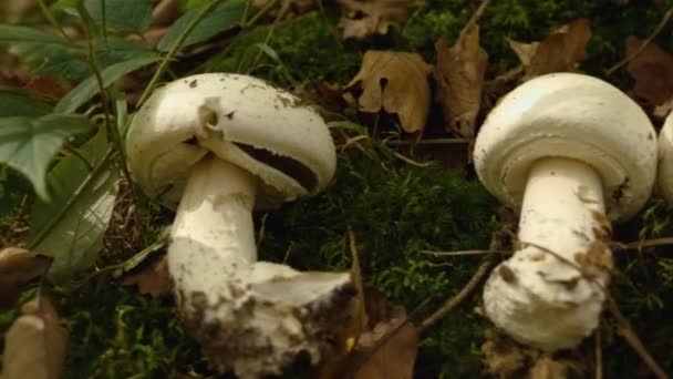 Cogumelos Porcini Picados Estão Musgo Verde Entre Folhagem Amarela Cogumelos — Vídeo de Stock