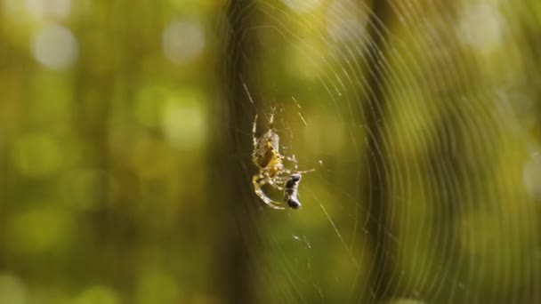 Eine Große Spinne Trinkt Blut Von Ihrem Opfer Das Einem — Stockvideo