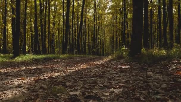 Bosque Otoño Cámara Eleva Lentamente Desde Camino Con Hojas Amarillas — Vídeo de stock