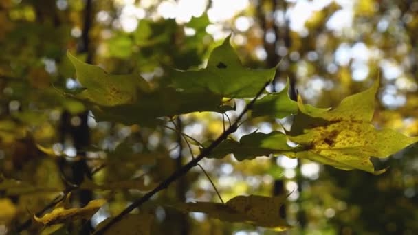 Gałąź Żółto Zielonymi Liśćmi Faluje Wietrze Tle Lasu Wczesna Jesień — Wideo stockowe