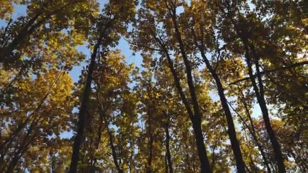 Pnie Drzew Żółtymi Liśćmi Tle Błękitnego Nieba Wczesna Jesień Lesie — Wideo stockowe
