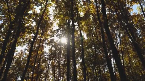 Przemierzając Jesienny Las Fotografia Upływu Czasu Promienie Słońca Przebijają Się — Wideo stockowe