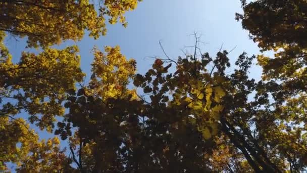Podzimní les. Kamera se pomalu otáčí mezi žlutými korunami stromů. Obloha je v pozadí modrá. — Stock video