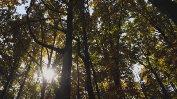 Spowolnione ujęcie ruchu kamery wśród żółto-zielonych drzew w jesiennym lesie. Piękny rozbłysk soczewki i światło słoneczne. — Wideo stockowe