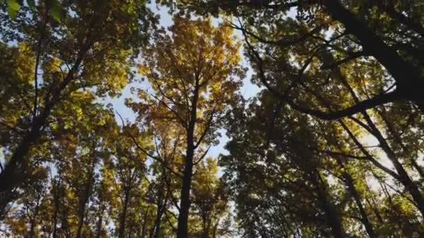 Jesienny Las Kamera Powoli Krąży Wśród Drzew Piękne Spojrzenie Słońce — Wideo stockowe