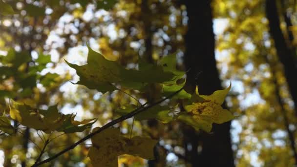 Jesienny Las Kamera Powoli Obraca Się Wśród Żółtych Koron Drzew — Wideo stockowe
