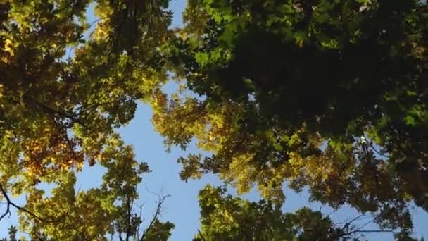 Дерево Стволы Желтой Зеленой Листвы Против Голубого Неба Камера Поворачивает — стоковое видео