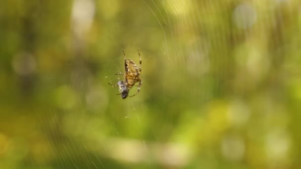 Uma Aranha Sua Presa Balançar Numa Teia Floresta Conceito Insetos — Vídeo de Stock