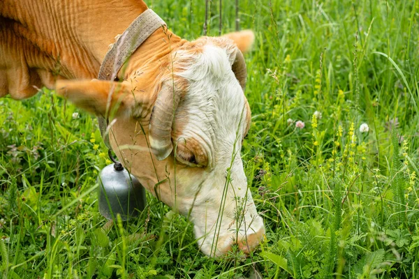 Głowa Krowy Dzwonkiem Szyi Zwierzę Jedzące Zieloną Soczystą Trawę Pastwisku — Zdjęcie stockowe