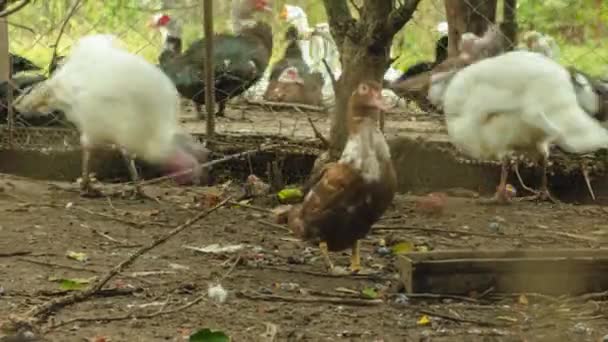 Timelapse Bird Yard Countryside Ides Ducks Chickens Geese Walking Eating — Stock Video