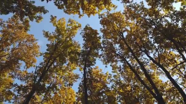 Coroas Árvore Com Folhagem Amarela Contra Céu Azul Início Outono — Vídeo de Stock