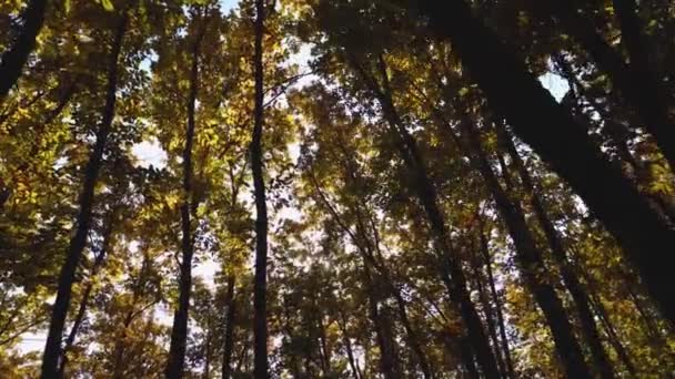 Powolne Ujęcie Ruchu Przez Jesienny Las Promienie Słońca Przebijają Się — Wideo stockowe