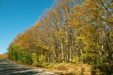 Asfalt yola karşı sarı-yeşil ağaçlar ve mavi gökyüzü