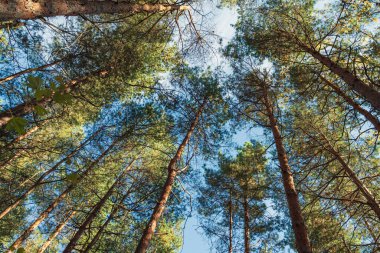 Çam ağaçlarının gövdeleri yeşil taçlarını mavi gökyüzüne doğru uzatıyor.