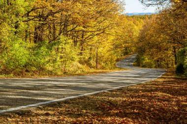 Parlak sarı sonbahar ormanları arasında kıvrımlı bir kır yolu. Arka planda dağları ve mavi gökyüzünü görebilirsiniz. Seyahat kavramı.