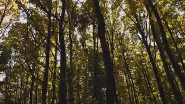 Kamerans långsamma rörelse genom höstskogen. Solstrålarna bryter igenom träden. Tidig höst. — Stockvideo
