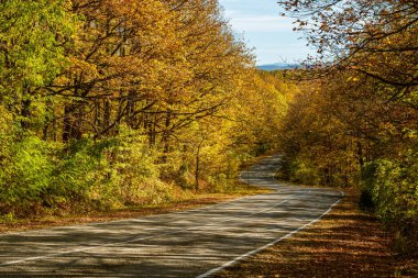 Parlak sarı bir sonbahar ormanı arasında dolambaçlı bir asfalt yol. Arka planda bir dağ ve mavi bir gökyüzü var. Seyahat kavramı