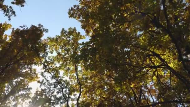 秋天的森林摄像机从上到下缓慢地从树梢从右到左移动 绿黄的叶子落在地面上 阳光正穿过树林 — 图库视频影像