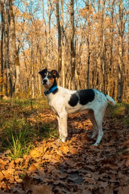 Sonbahar ormanında siyah benekli genç beyaz köpek. Düşen yaprakların arasında bir köpek ağaç gövdesinin arka planına yaslanır.