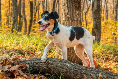 Siyah benekli beyaz bir köpek, mavi yakalı ve ağzı açık, sonbahar ormanlarında, patisini bir kütüğün üzerinde dinlendiriyor. Yakın plan. Arka planda yeşil çimenler ve ağaçlar