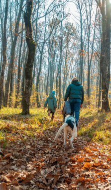 Sonbahar ormanında yürüyen anne, kız ve köpek. Arkadan bak. Yeşil çimenler, düşen yapraklar, ağaç gövdeleri ve mavi gökyüzü. Mutlu aile kavramı.