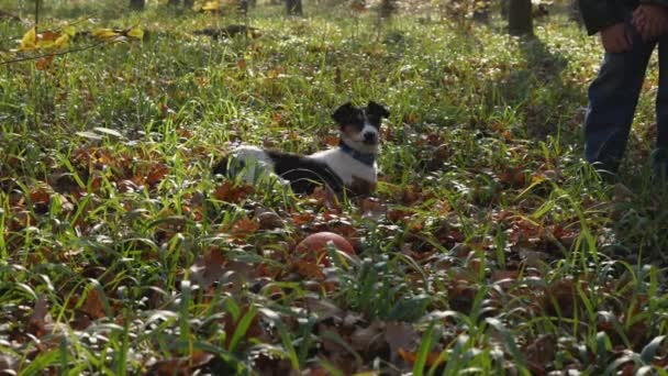 Młody Pies Jesiennym Lesie Pies Zielonej Trawie Liśćmi Pnie Drzew — Wideo stockowe