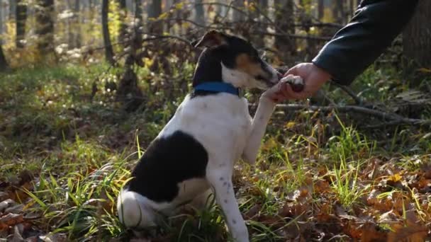 Mão Uma Mulher Segura Pata Cão Cão Branco Com Manchas — Vídeo de Stock