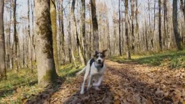Siyah benekli genç beyaz bir köpek sonbahar ormanında koşar. Ağaç gövdelerinin arka planında düşen yaprakların arasındaki köpek.