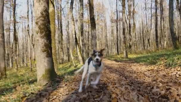 秋の森の中に黒い斑点のある若い白い犬が走っています 幹を背に落ち葉の間の犬 — ストック動画