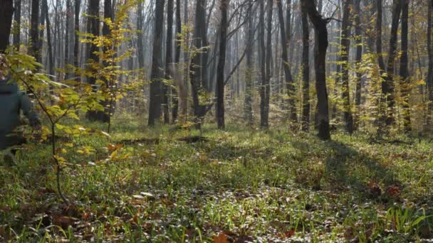 Dziewczynka Kurtce Biegnie Przez Jesienny Las Swoim Psem Żółte Liście — Wideo stockowe