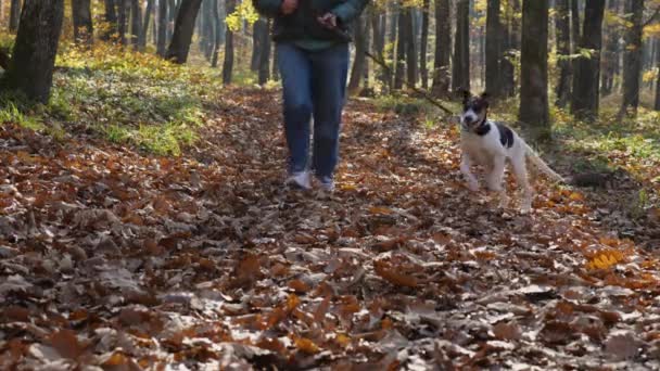 Una Mujer Jeans Zapatillas Deporte Con Perro Con Una Correa — Vídeos de Stock