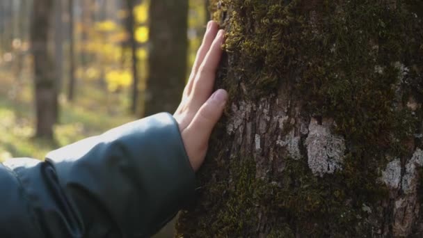 女性の手のひらがオークの木の苔で覆われた幹を撫でている 自然への愛の概念 — ストック動画