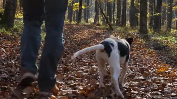 ジーンズの男とプレイしたスウェットシャツを着た男が犬と一緒に紐の上を歩く 女の子が彼の隣を歩いている 秋の森を散歩する父と娘 幸せな子供時代の概念 — ストック動画