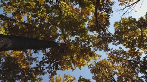 Korony Drzew Żółtymi Zielonymi Liśćmi Tle Błękitnego Nieba Kamera Skręca — Wideo stockowe