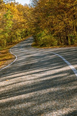 Sarı sonbahar ormanları arasındaki boş, dolambaçlı bir kır yolu.